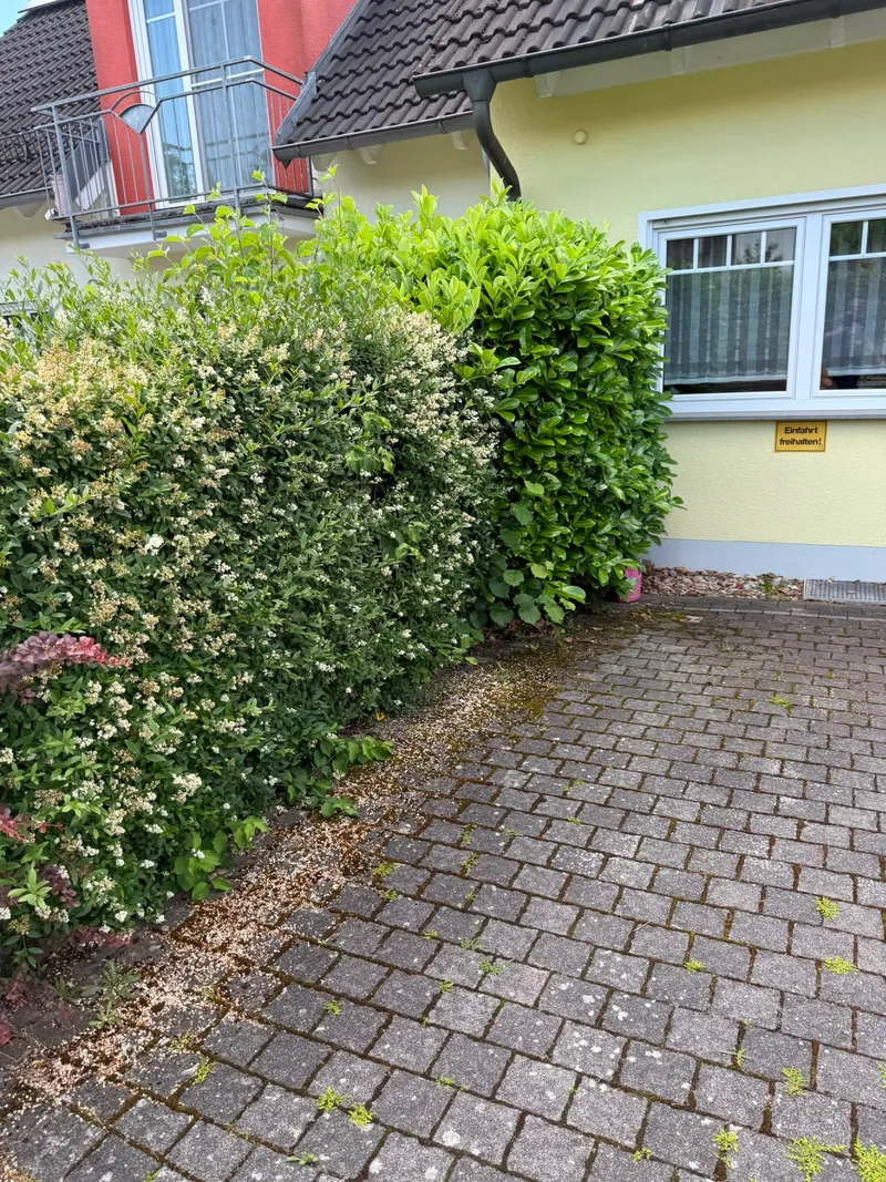 Heckenschnitt & neuer Sichtschutz – Foto 3