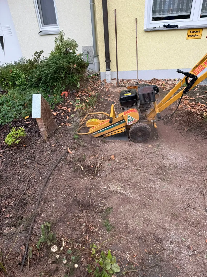 Heckenschnitt & neuer Sichtschutz – Foto 5